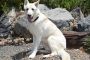 Coastal German Shepherd Rescue Encourages Adoption And Volunteering