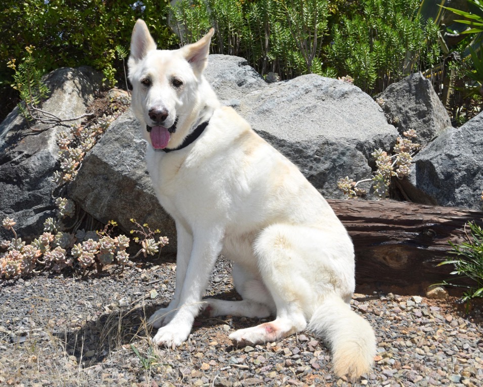 coastal k9 german shepherd rescue