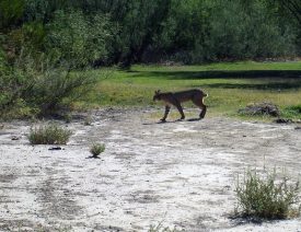 Bobcat Attacks German Shepherd in Arizona