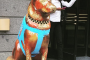 Painted German Shepherd Statues in Chicago - Summer 2017