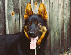 St. Louis German Shepherd Dog Owners Charged With Negligence