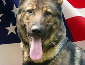 Spokane County Sheriff's German Shepherd Dog Gunnar on Live PD