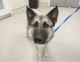 German Shepherd Dog Chases Bicycle and Cyclist Gets in Accident