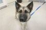 German Shepherd Dog Chases Bicycle and Cyclist Gets in Accident