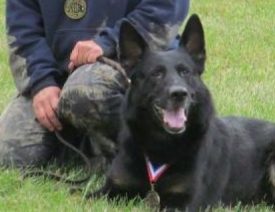 Newtown Connecticut German Shepherd Police K9 Saint Michael Passes Away