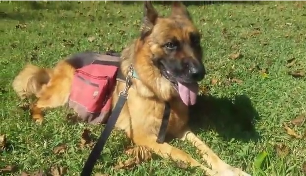 German shepherd outlet backpack