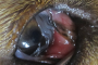 Canine Eye Worm Infection Originating in European Countries Threatens the UK