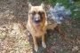 Does the FURminator Work on German Shepherd Dogs?