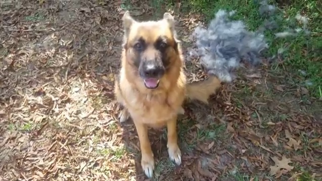 long haired german shepherd shedding