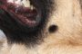 Why Do German Shepherds Have a Mole?