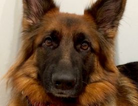 A 3 Year Old German Shepherd Dog From the Hektor Haus C Litter