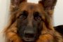 A 3 Year Old German Shepherd Dog From the Hektor Haus C Litter