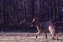 German Shepherd Caught on Deer Camera