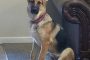 Missing: German Shepherd Zoey in Clemmons NC - Reward