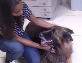 German Shepherd Dog Rescued from Drowning in Florida