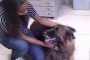 German Shepherd Dog Rescued from Drowning in Florida