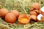 Can German Shepherds Eat Raw Eggs?