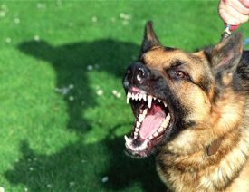 German Shepherd - Pit Bull Mix Attacks 10yr Old Boy near Garden City Colorado