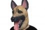 Why are Philadelphia Eagles Fans Wearing German Shepherd Dog Masks?