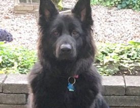 Skyla the German Shepherd Poisoned in  Waterlooville, Hampshire, England