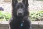 Skyla the German Shepherd Poisoned in  Waterlooville, Hampshire, England