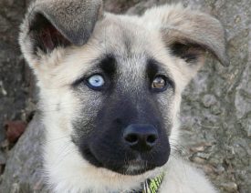 Can German Shepherds Have Blue Eyes?