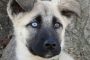 Can German Shepherds Have Blue Eyes?