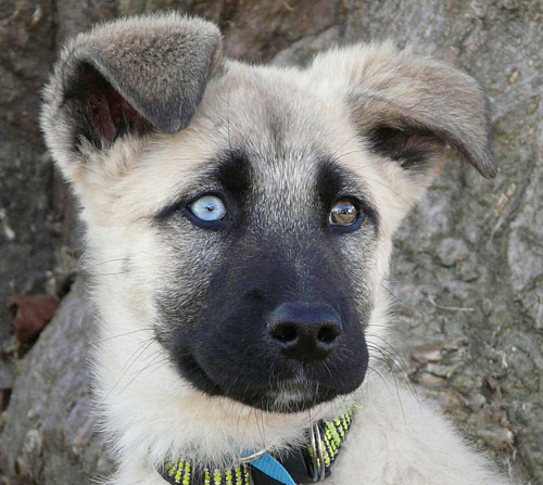 blue german shepherd