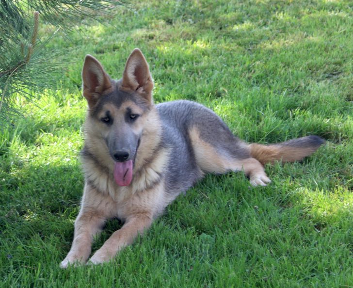 German shepherd with blue 2024 eyes