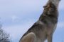 Are German Shepherds Part Wolf?