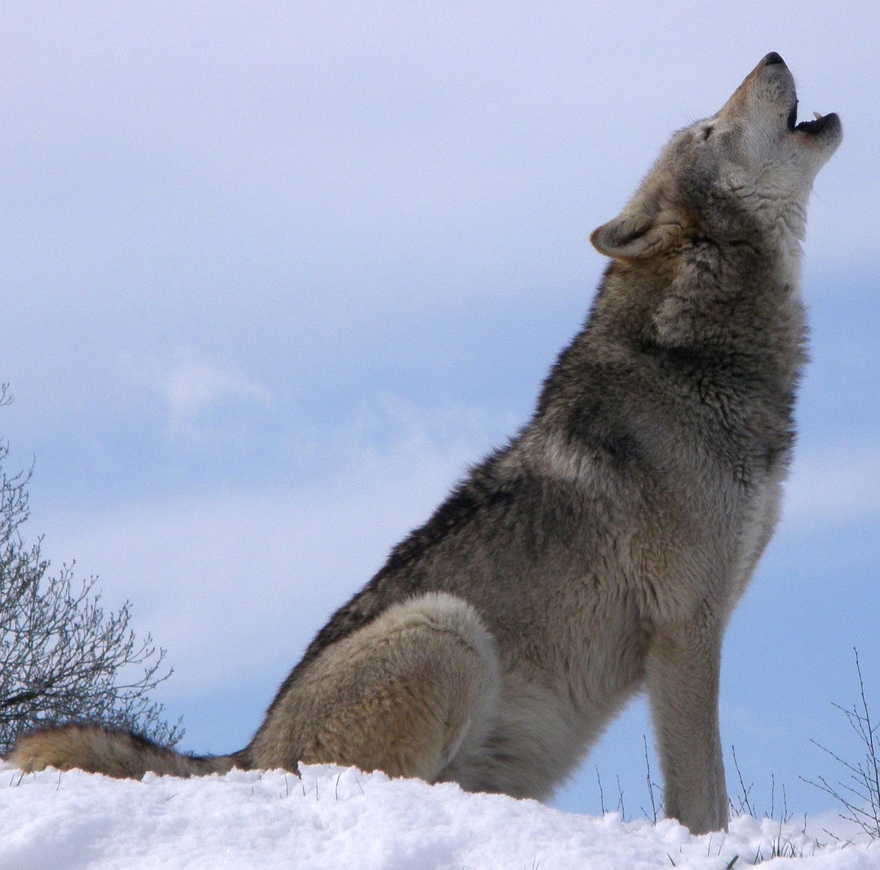 wolfdog german shepherd