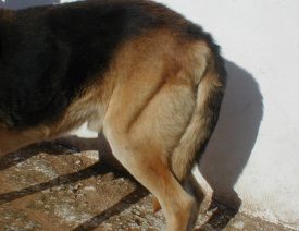 DNA Sequencing Could Help Reduce Hip Dysplasia in the German Shepherd dog