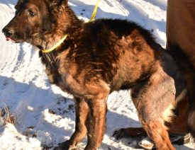 The Ozark 14 - Abused, Rescued German Shepherds