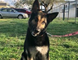New Pendleton SC Rescue Helps 20 German Shepherd Dogs Find Forever Homes