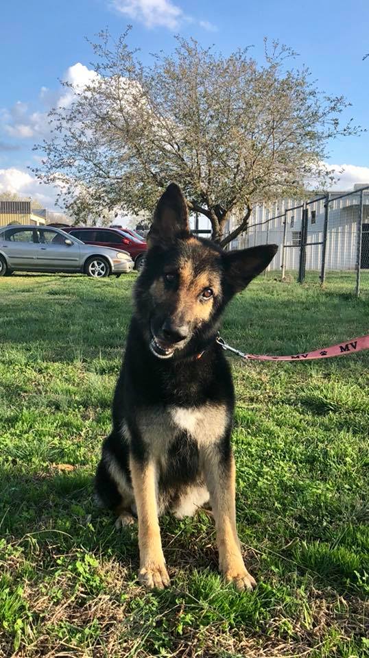 New Pendleton SC Rescue Helps 20 German Shepherd Dogs Find Forever ...