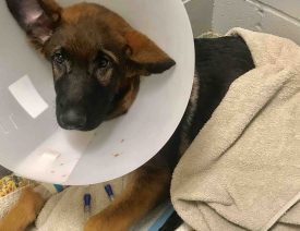 Man Kills German Shepherd Puppy, Raises $14,000 Fraudulent GoFundMe