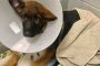 Man Kills German Shepherd Puppy, Raises $14,000 Fraudulent GoFundMe