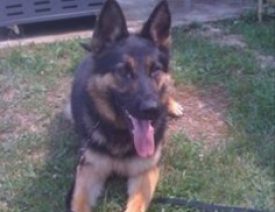 RIP Baxter, a Mt Sterling Police Department German Shepherd K9