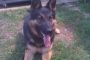 RIP Baxter, a Mt Sterling Police Department German Shepherd K9