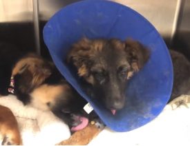 Mutilated German Shepherd Puppies Found in Oakland, $5000 Reward