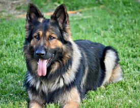 Watch This German Shepherd Reunite with Soldier