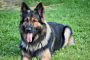 Watch This German Shepherd Reunite with Soldier