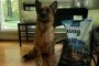 Amazon Wag Dry Dog Food Review for German Shepherds