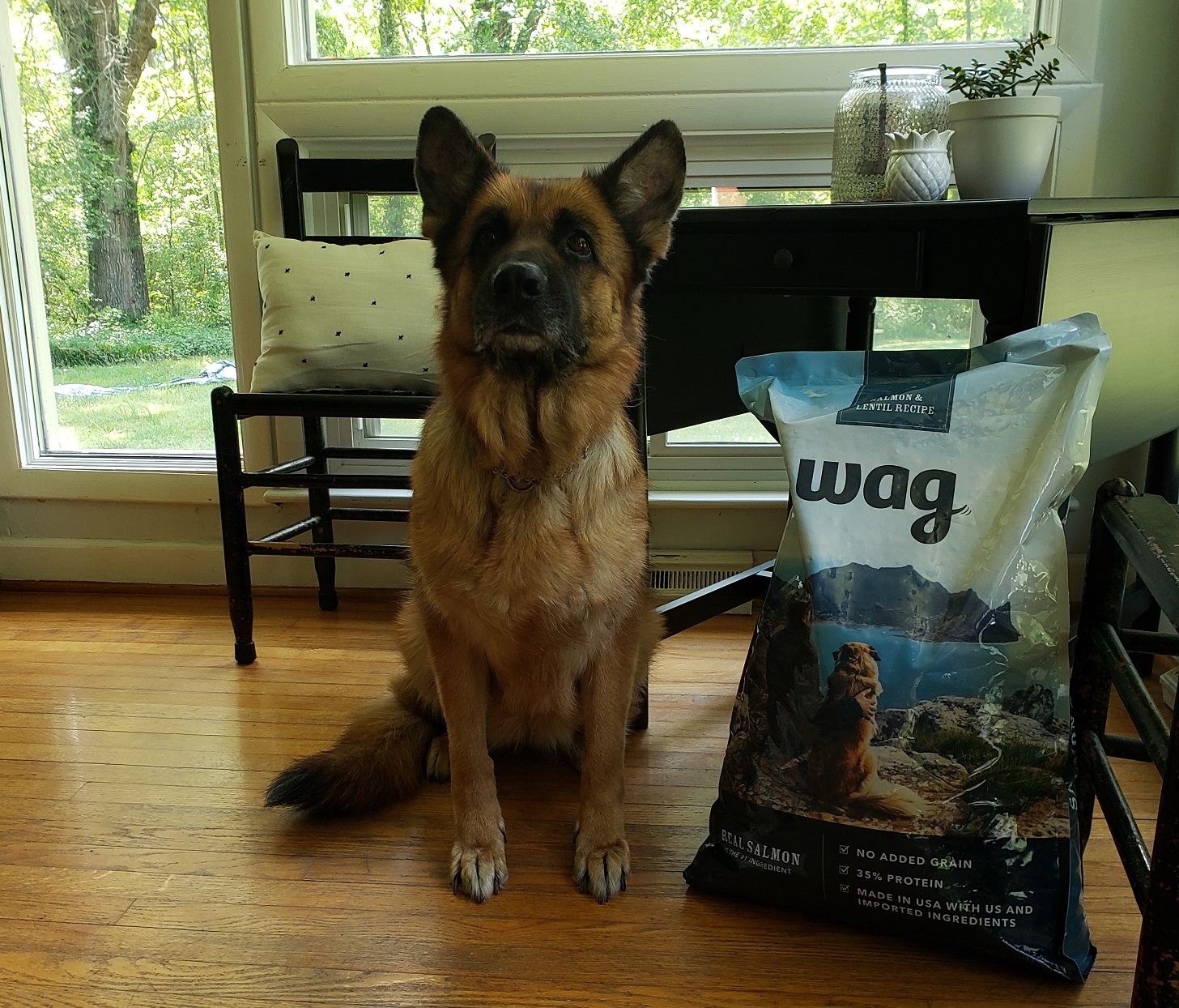 Amazon wag dog food review best sale