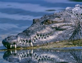 German Shepherd Dog Attacked and Killed by Alligator in Venice FL
