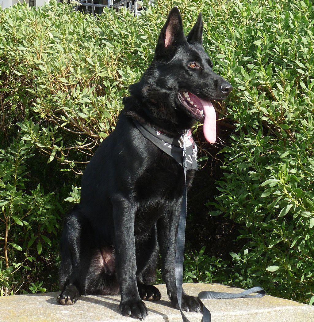 Black big german shepherd hotsell