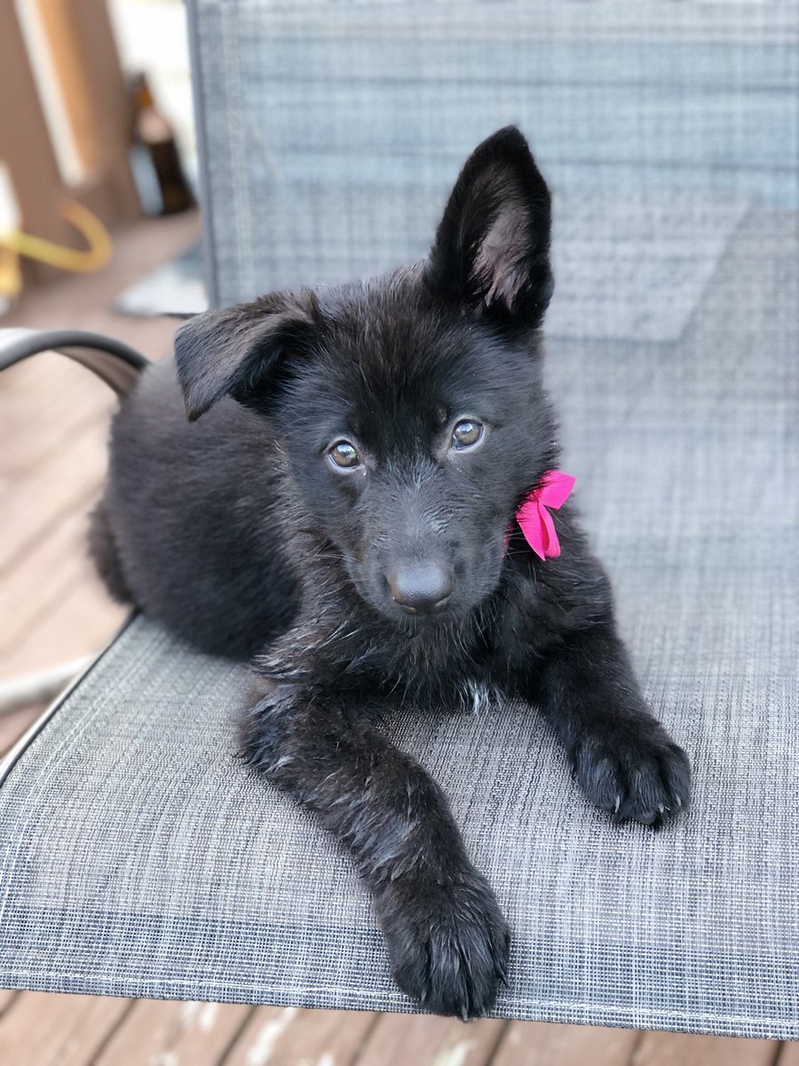 Black German Shepherd Puppy