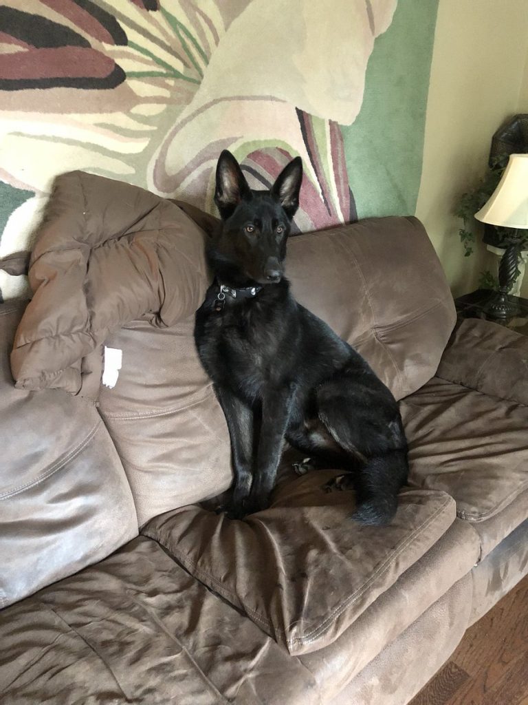 Black German Shepherd named "Jet"