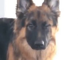 Do German Shepherds Wink with One Eye?