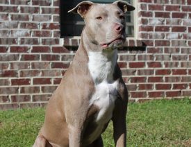 Dangerous Pit Bulls Viciously Attack Florida German Shepherd on Camera